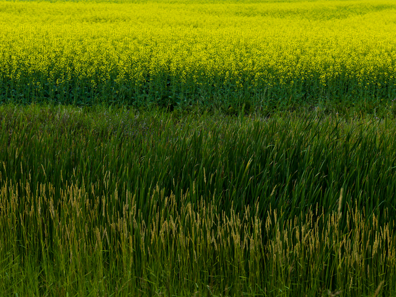 Canola crop in field, Petersfield, Manitoba, Canada