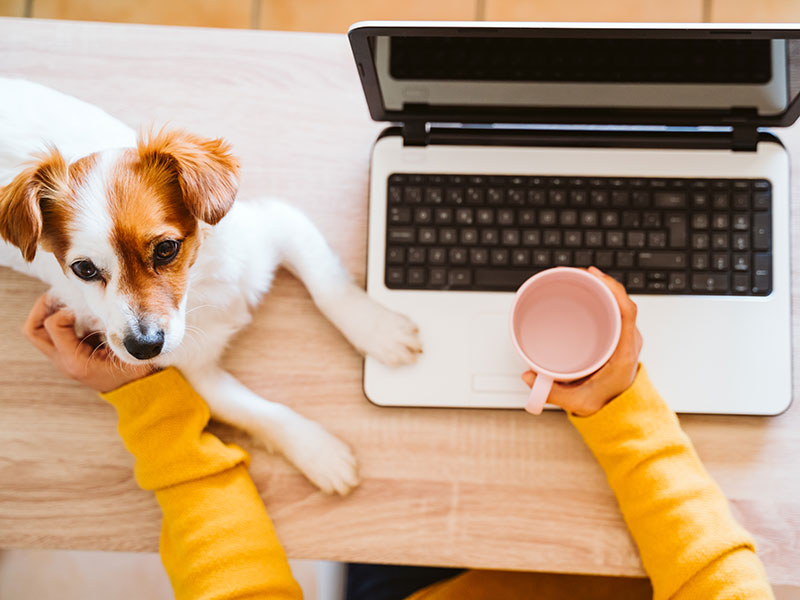 work from home with dog