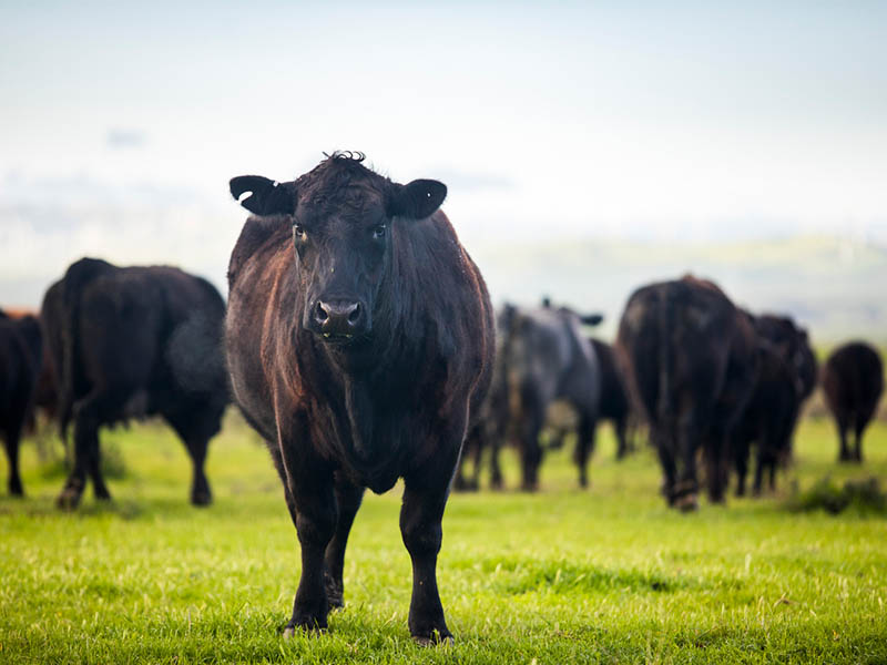 Beef Cattle Open Range on Large Ranch