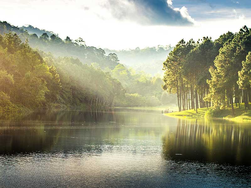 Green forest