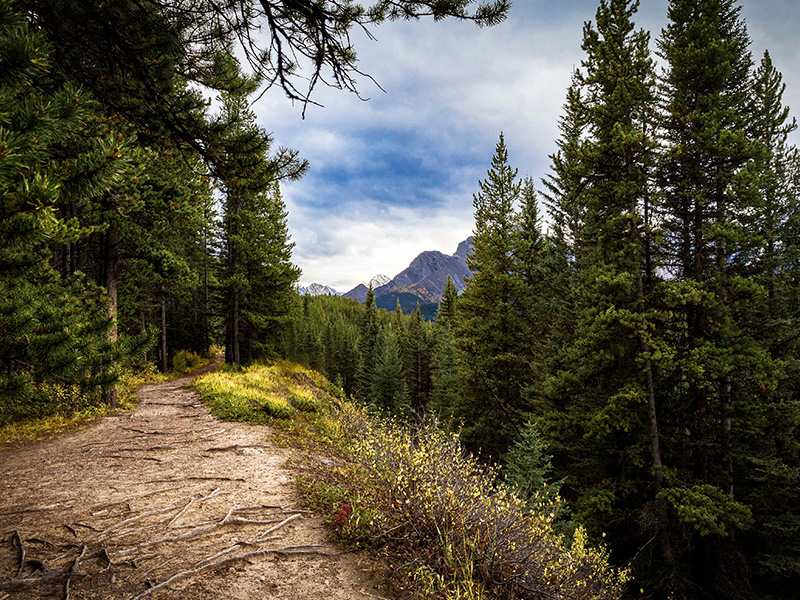 Pathway alongside forest with mountain view