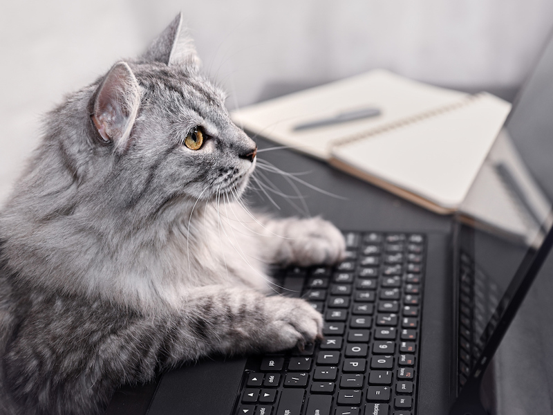 Cat looking at screen