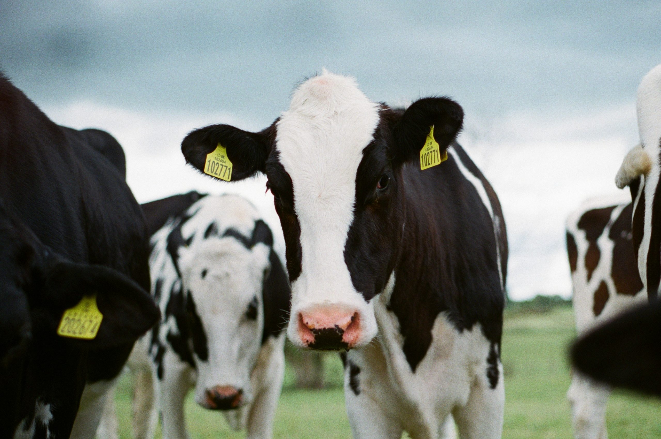 Cows on a dairy farm