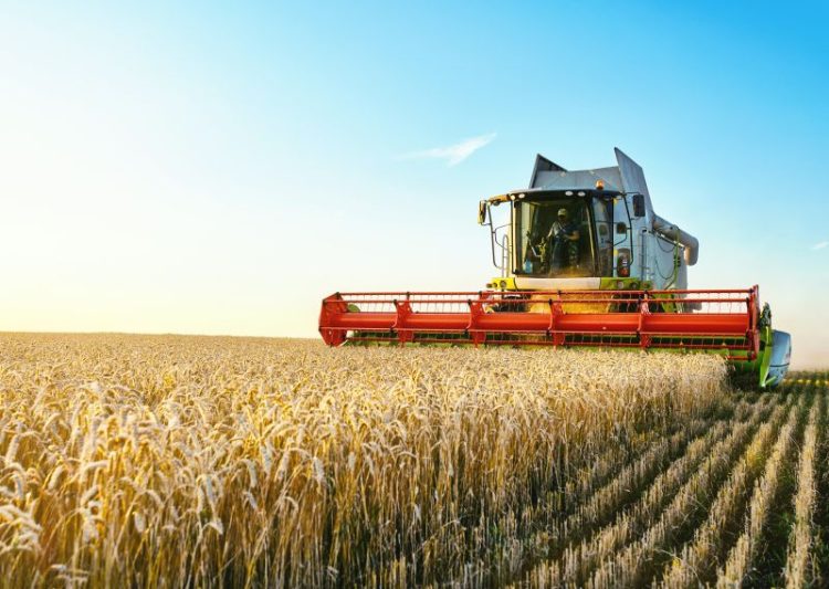 Agriculture, wheat field