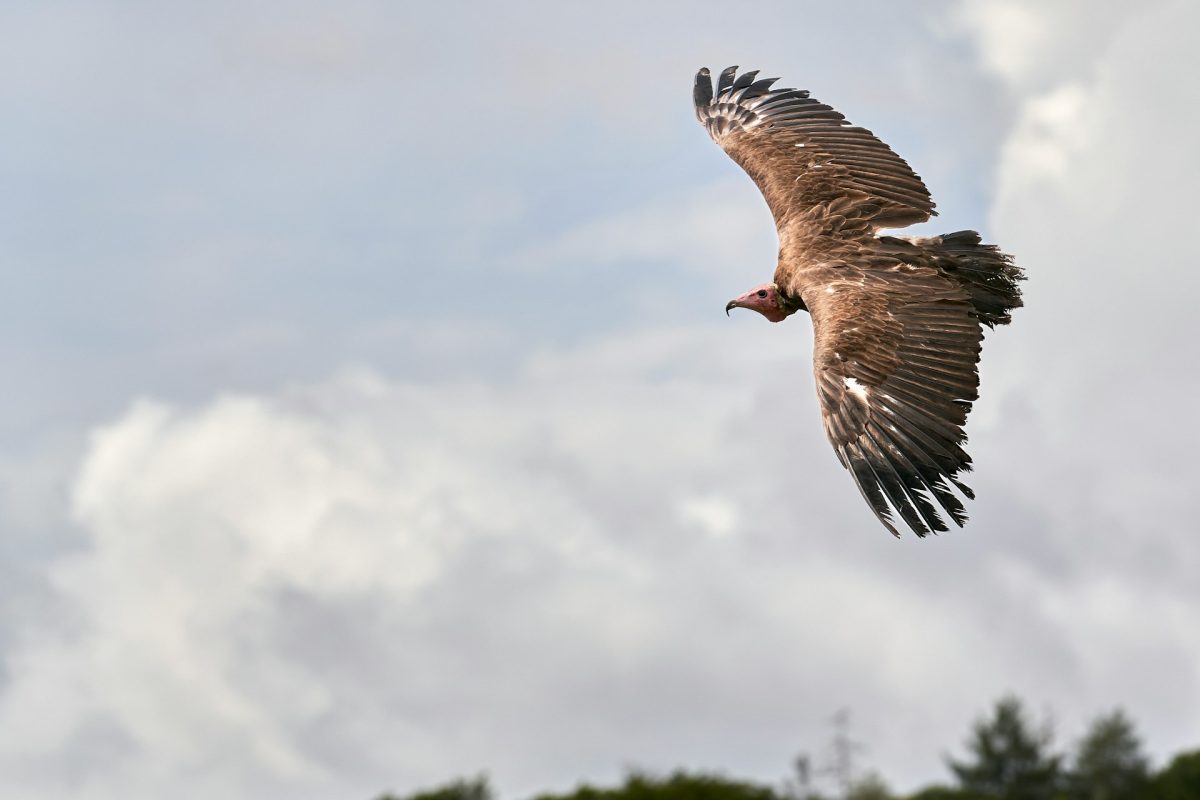 Vulture